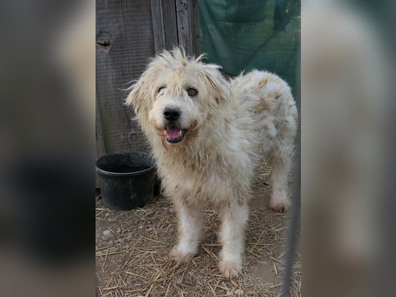 ALBO - ruhiger, liebenswerter Rüde sucht seine große Chance