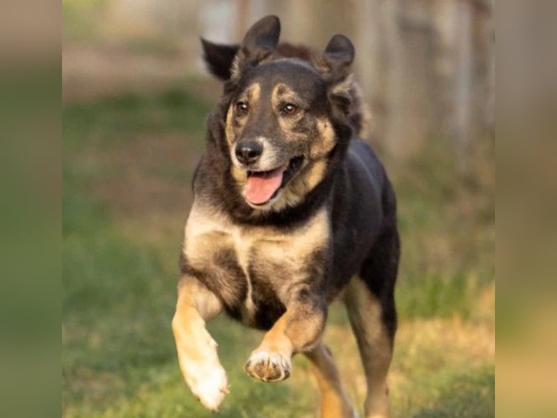 Liebe Bubulina sucht dringend ihre Menschen