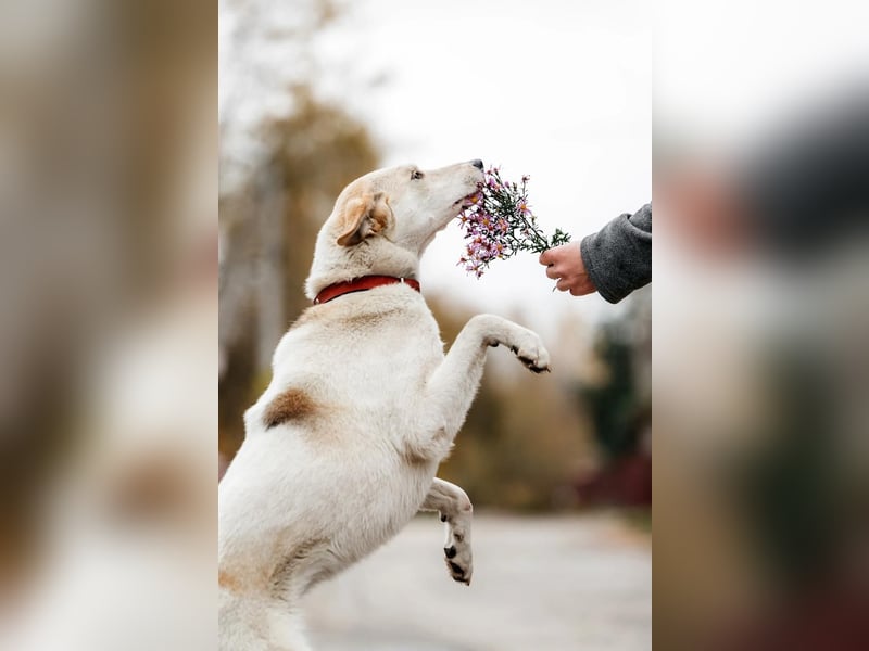 Tolle Dakota sucht liebevolles Zuhause