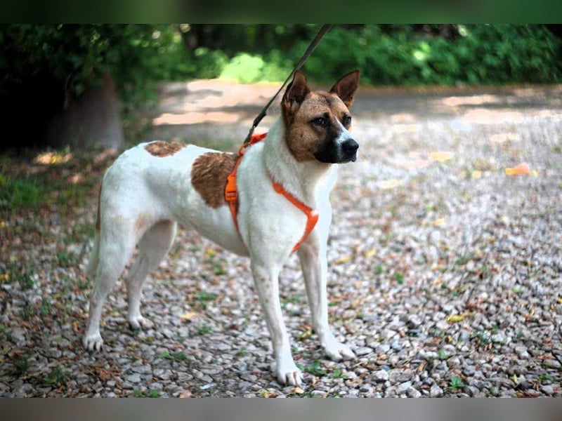 Hübsche Jenny sucht liebevolles Zuhause