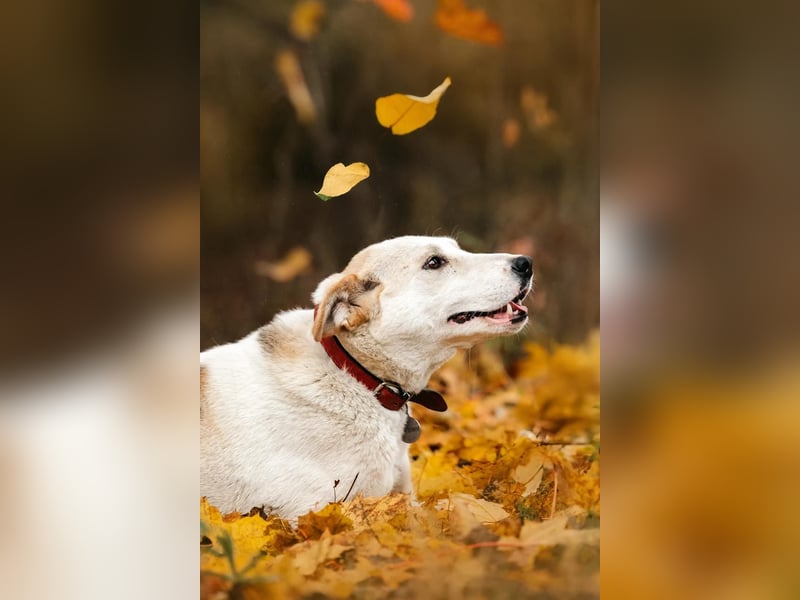 Tolle Dakota sucht liebevolles Zuhause