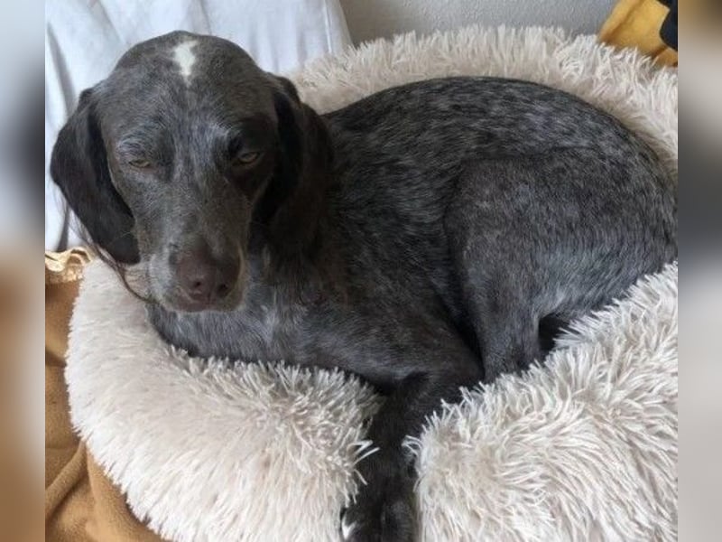 MIMI - aktive & aufgeschlossene Hündin sucht ihre Menschen