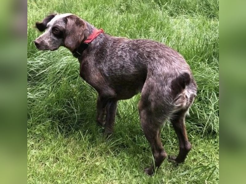 MIMI - aktive & aufgeschlossene Hündin sucht ihre Menschen