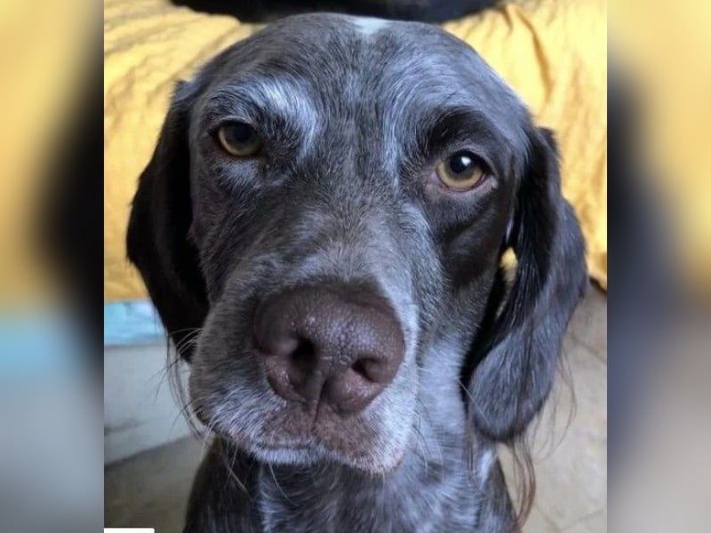 MIMI - aktive & aufgeschlossene Hündin sucht ihre Menschen