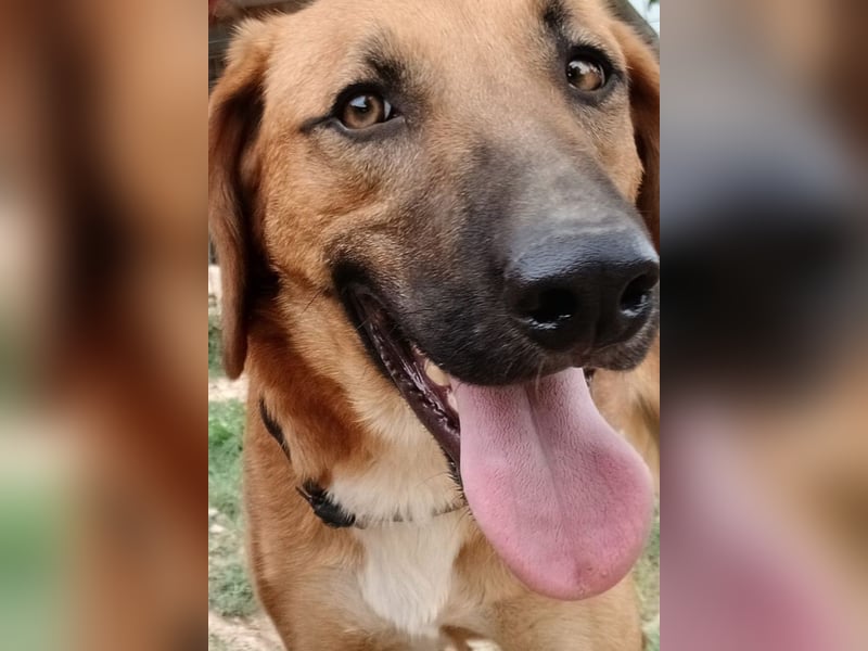freundlicher Bracke-Schäferhund Mischling Leon sucht seine Familie