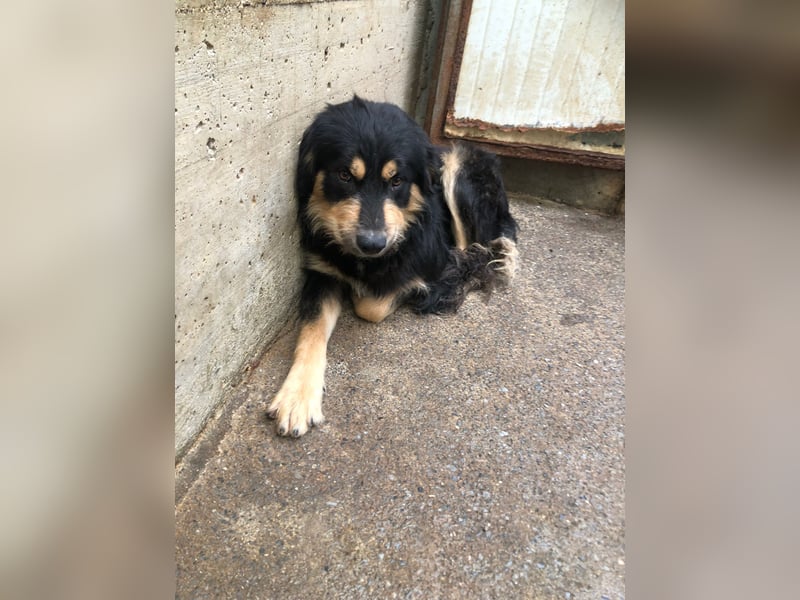 hübscher wuscheliger Mischlings-Rüde Raju sucht ein Zuhause hübscher wuscheliger Mischlings-Rüde Raju sucht ein Zuhause