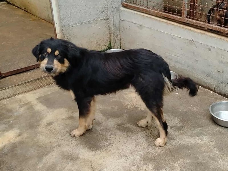 hübscher wuscheliger Mischlings-Rüde Raju sucht ein Zuhause hübscher wuscheliger Mischlings-Rüde Raju sucht ein Zuhause