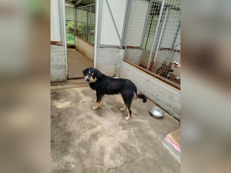 hübscher wuscheliger Mischlings-Rüde Raju sucht ein Zuhause hübscher wuscheliger Mischlings-Rüde Raju sucht ein Zuhause