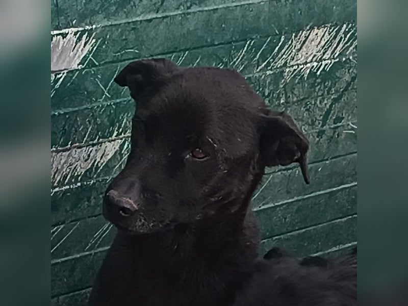 junger Mischlings-Rüde Apolo sucht ein Zuhause oder Pflegestelle