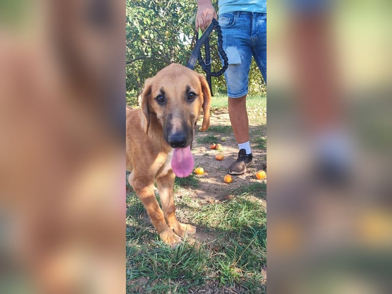 freundlicher Bracke-Schäferhund Mischling Leon sucht seine Familie