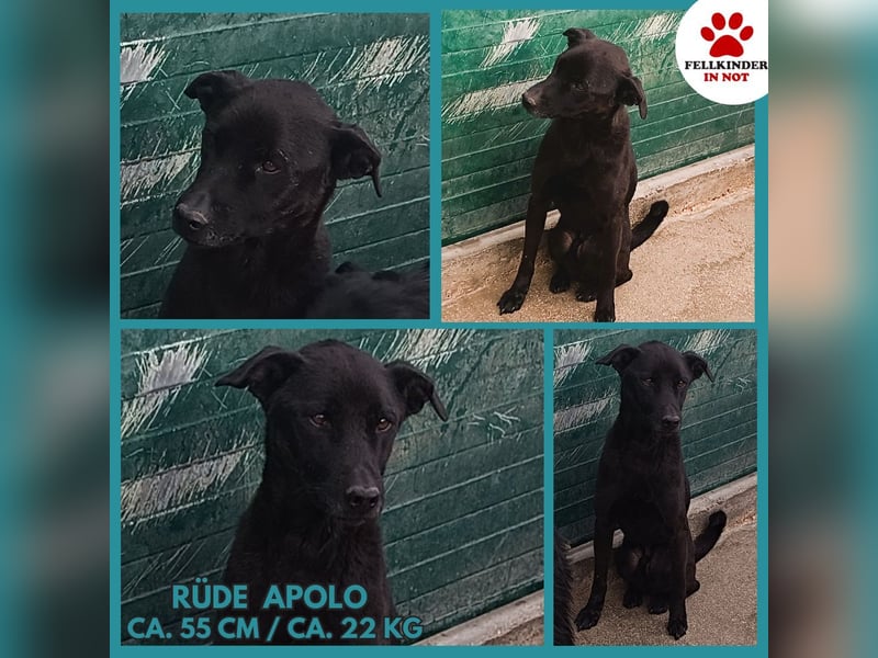 junger Mischlings-Rüde Apolo sucht ein Zuhause oder Pflegestelle