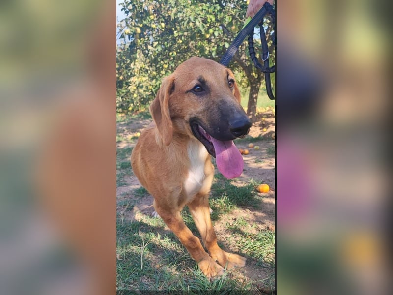 freundlicher Bracke-Schäferhund Mischling Leon sucht seine Familie