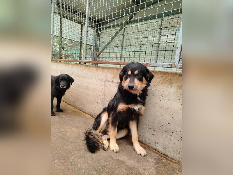 hübscher wuscheliger Mischlings-Rüde Raju sucht ein Zuhause hübscher wuscheliger Mischlings-Rüde Raju sucht ein Zuhause