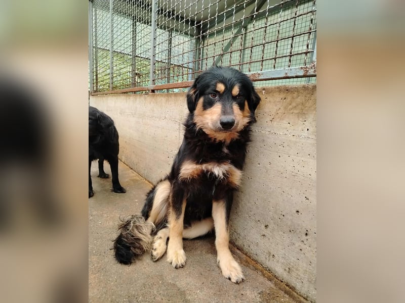 hübscher wuscheliger Mischlings-Rüde Raju sucht ein Zuhause hübscher wuscheliger Mischlings-Rüde Raju sucht ein Zuhause