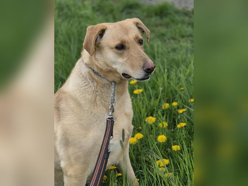 Mischlings-Hündin Drinna sucht erfahrene Menschen