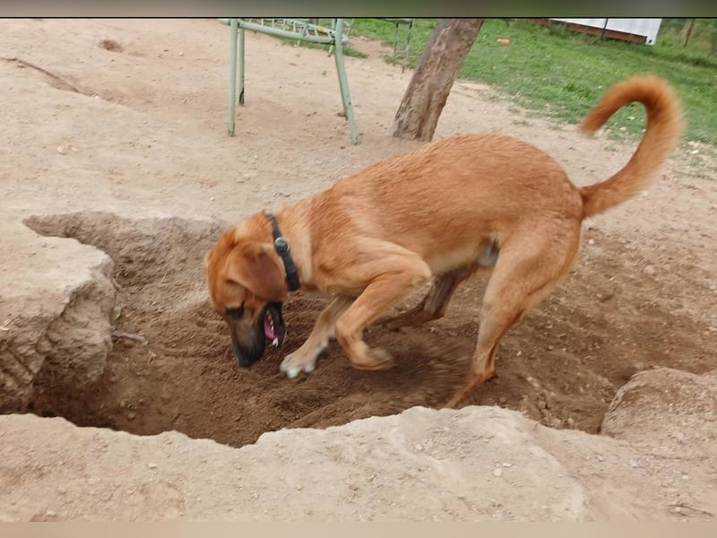 freundlicher Bracke-Schäferhund Mischling Leon sucht seine Familie