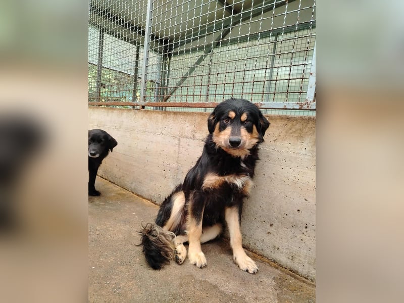 hübscher wuscheliger Mischlings-Rüde Raju sucht ein Zuhause hübscher wuscheliger Mischlings-Rüde Raju sucht ein Zuhause