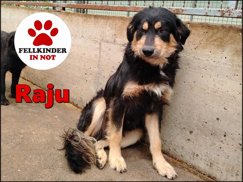 hübscher wuscheliger Mischlings-Rüde Raju sucht ein Zuhause hübscher wuscheliger Mischlings-Rüde Raju sucht ein Zuhause