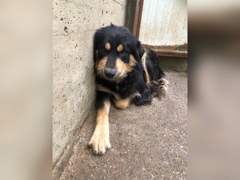 hübscher wuscheliger Mischlings-Rüde Raju sucht ein Zuhause hübscher wuscheliger Mischlings-Rüde Raju sucht ein Zuhause