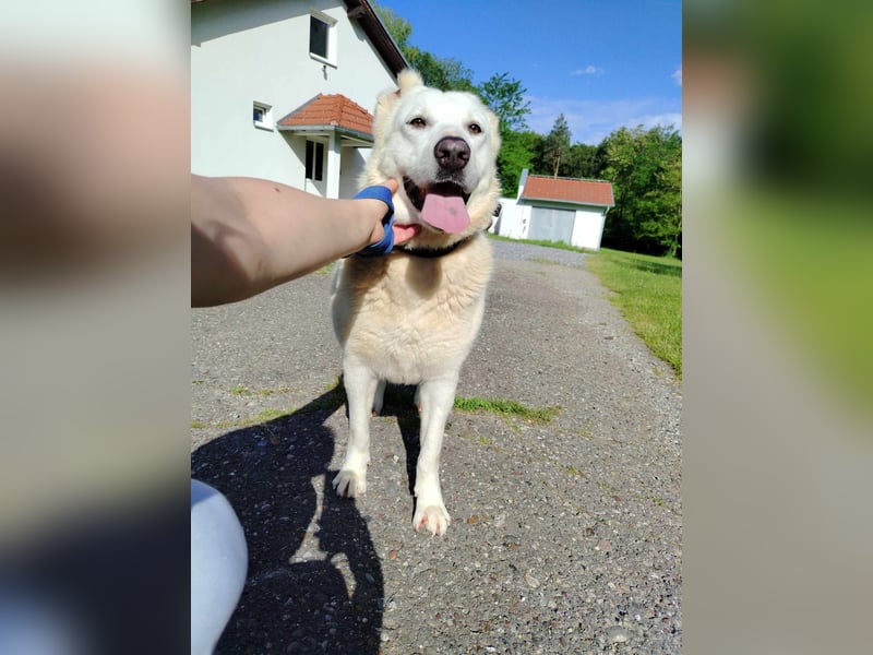 liebe und freundliche Mischlings-Hündin Hera sucht ein Zuhause