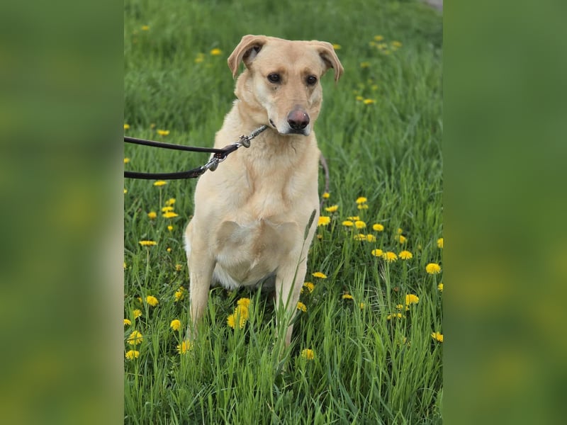 Mischlings-Hündin Drinna sucht erfahrene Menschen