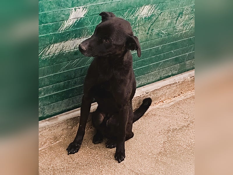 junger Mischlings-Rüde Apolo sucht ein Zuhause oder Pflegestelle