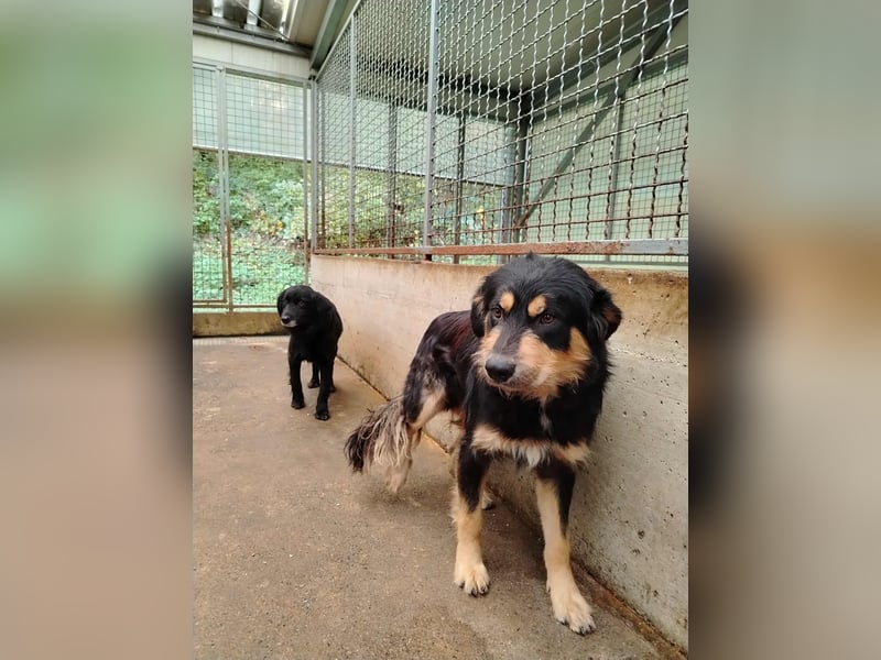 hübscher wuscheliger Mischlings-Rüde Raju sucht ein Zuhause hübscher wuscheliger Mischlings-Rüde Raju sucht ein Zuhause