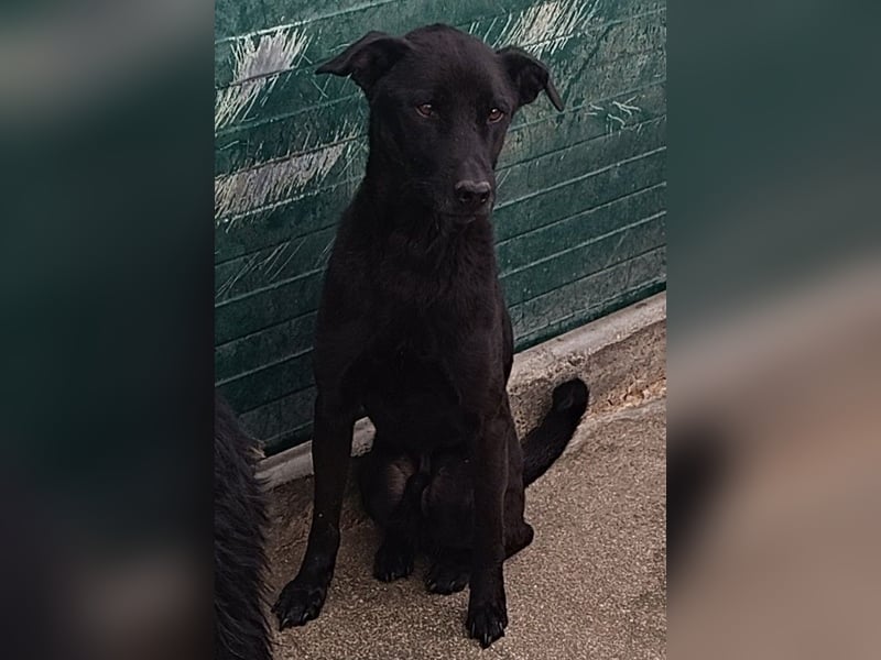 junger Mischlings-Rüde Apolo sucht ein Zuhause oder Pflegestelle