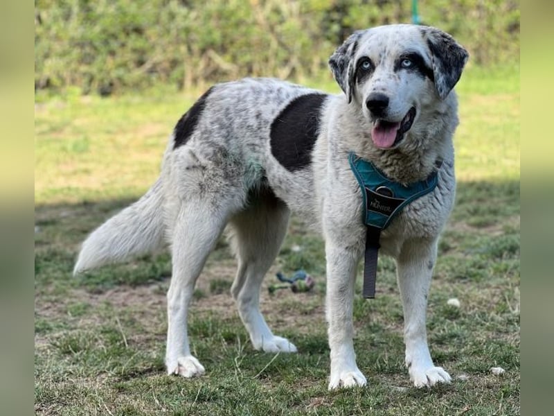 Snow, geb. ca. 06/2023, lebt auf einer Pflegestelle in 47652 Weeze Snow, geb. ca. 06/2023, lebt auf einer Pflegestelle in 47652 Weeze