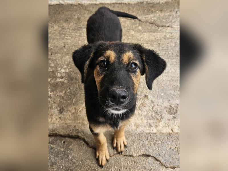 Glinda, geb. ca. 07/2025, lebt in GRIECHENLAND, im städt. Tierheim Serres