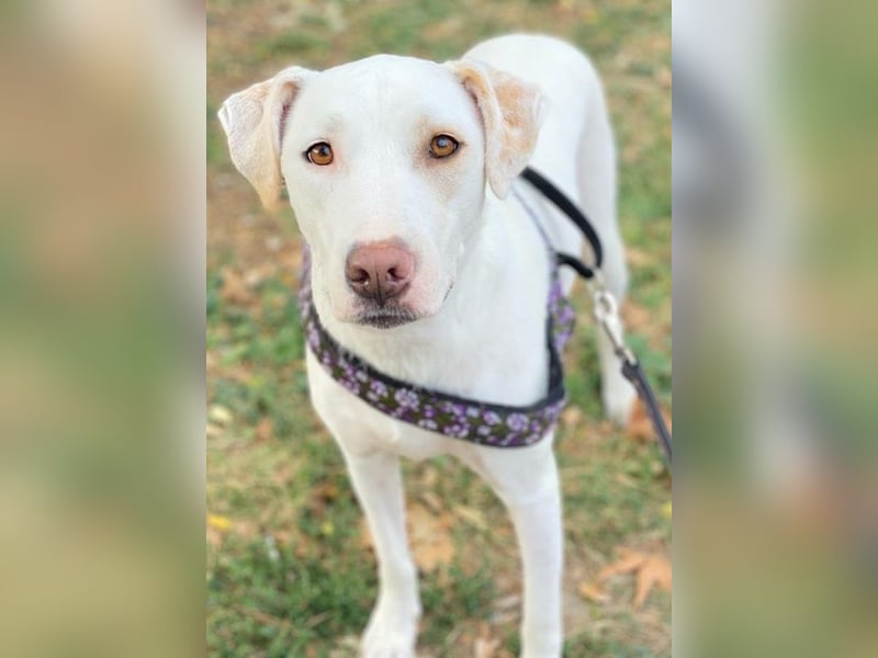 Janna, geb. ca. 10/2019, lebt in GRIECHENLAND, auf einer privaten Pflegestelle Janna, geb. ca. 10/2019, lebt in GRIECHENLAND, auf einer privaten Pflegestelle