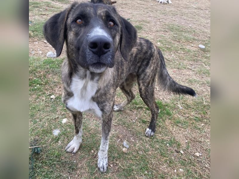 Tenera, geb. ca. 10/2024, lebt in GRIECHENLAND, im städt. Tierheim Serres