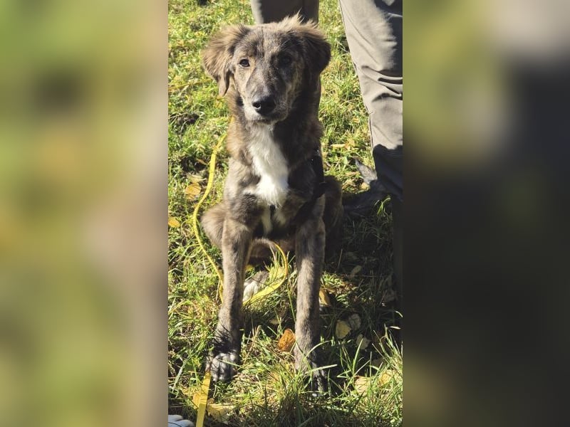 Kaya, geb. ca. 05/2025, lebt auf einer Pflegestelle in 95168 Marktleuthen