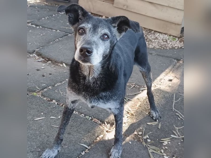 Lilika, geb. ca. 06/2015, lebt in GRIECHENLAND, auf einer privaten Pflegestelle