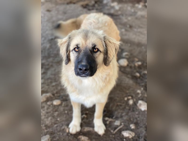 Malou, geb. ca. 04/2024, lebt in GRIECHENLAND, im städt. Tierheim Serres