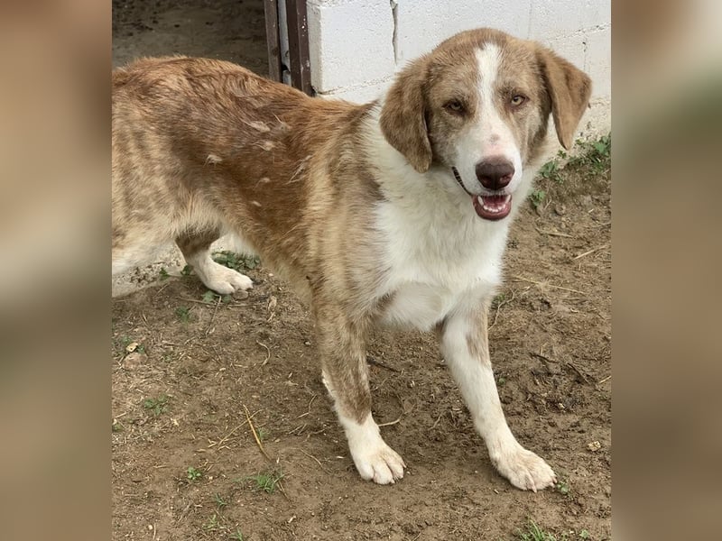 Baruso, geb. ca. 05/2020, lebt in GRIECHENLAND, auf einer privaten Pflegestelle