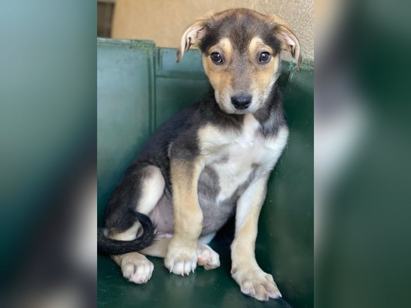 Daphne, geb. ca. 07/2025, lebt in GRIECHENLAND, im städt. Tierheim Serres