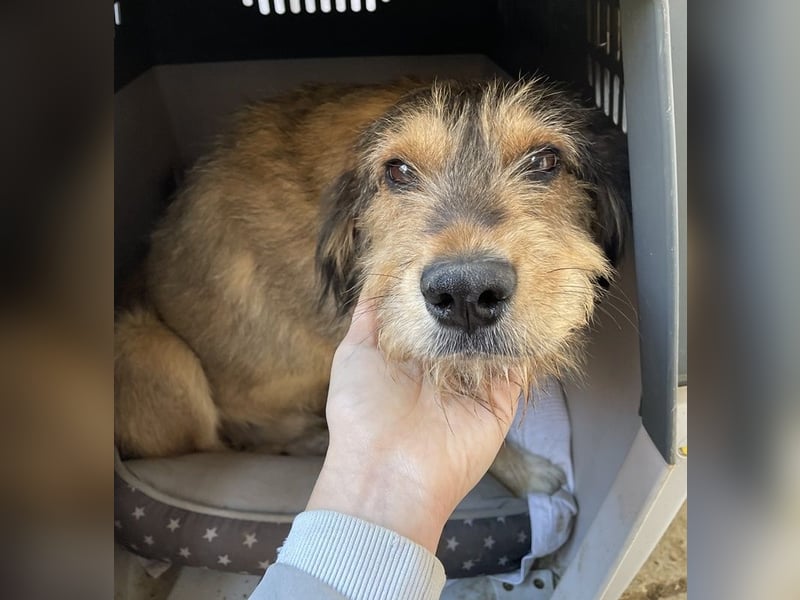 Flóki, geb. ca. 11/2023, lebt in GRIECHENLAND, auf einer privaten Pflegestelle