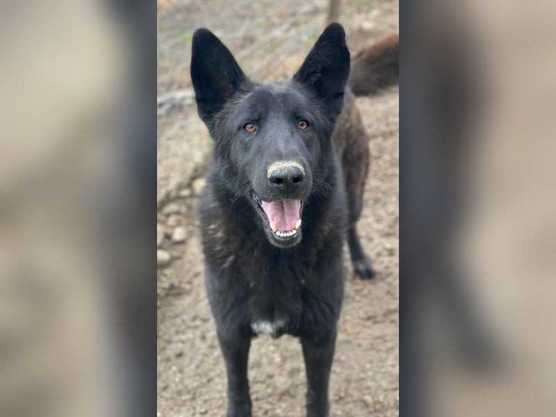 Zanders, geb. ca. 05/2023, lebt in GRIECHENLAND, im städt. Tierheim Serres