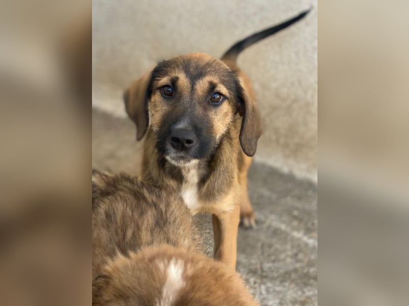 Tayachen, geb. ca. 07/2025, lebt in GRIECHENLAND, im städt. Tierheim Serres