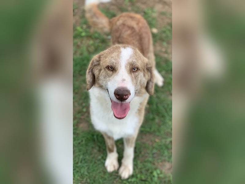 Baruso, geb. ca. 05/2020, lebt in GRIECHENLAND, auf einer privaten Pflegestelle