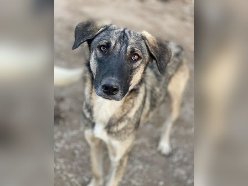 Erwin, geb. ca. 05/2024, lebt in GRIECHENLAND, im städt. Tierheim Serres