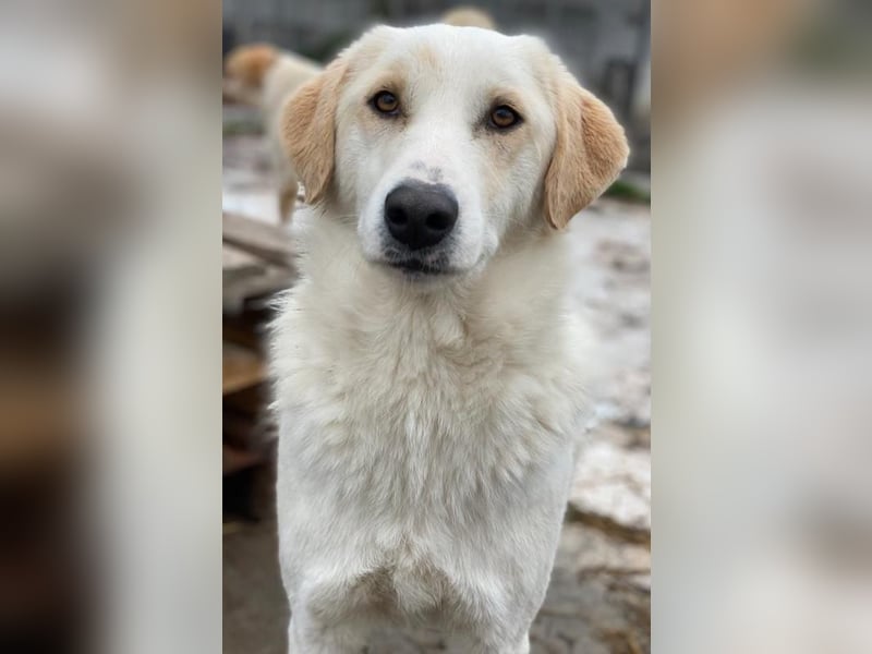 Nami, geb. ca. 12/2019, lebt in GRIECHENLAND, im städt. Tierheim Serres