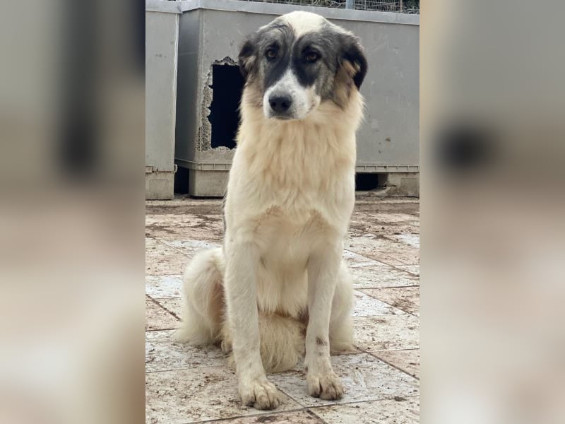 Ravli, geb. ca. 12/2024, lebt in GRIECHENLAND, im städt. Tierheim Serres