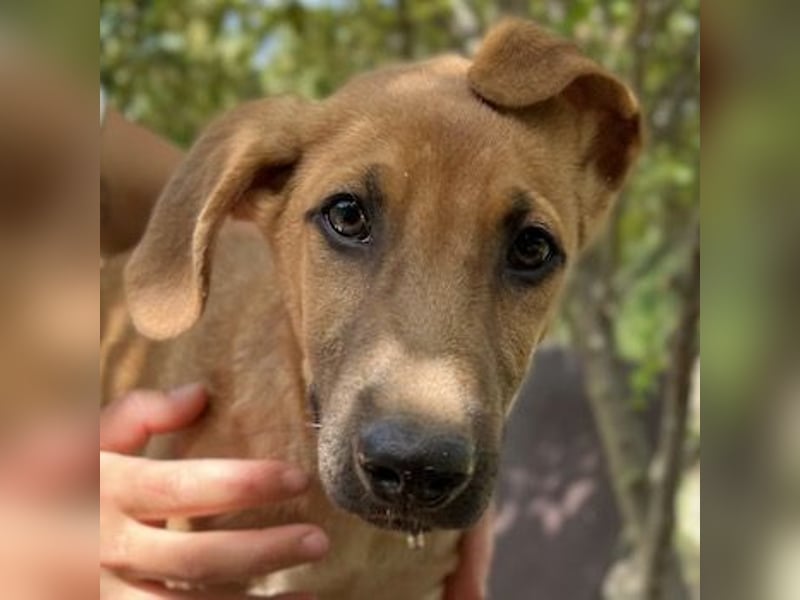 Jamie, geb. ca. 06/2022, lebt in GRIECHENLAND, auf einer privaten Pflegestelle