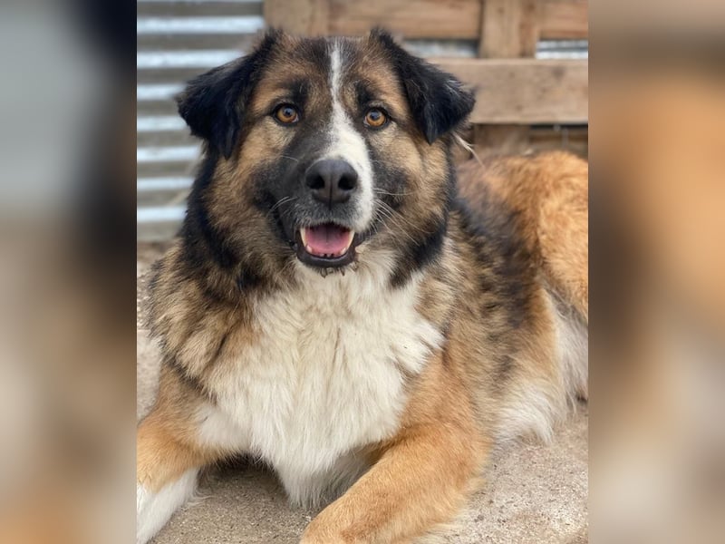 Poppi, geb. ca. 06/2021, lebt in GRIECHENLAND, im städt. Tierheim Serres