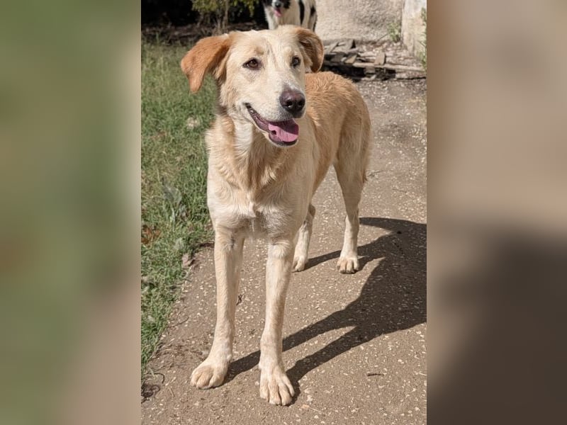 Liova, geb. ca. 10/2024, lebt in GRIECHENLAND, auf einem Gelände, Hunde werden notdürftig versorgt