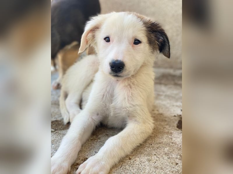 Luna, geb. ca. 07/2025, lebt in GRIECHENLAND, im städt. Tierheim Serres