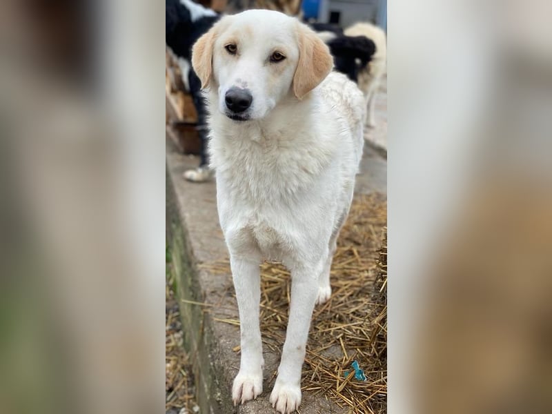 Nami, geb. ca. 12/2019, lebt in GRIECHENLAND, im städt. Tierheim Serres