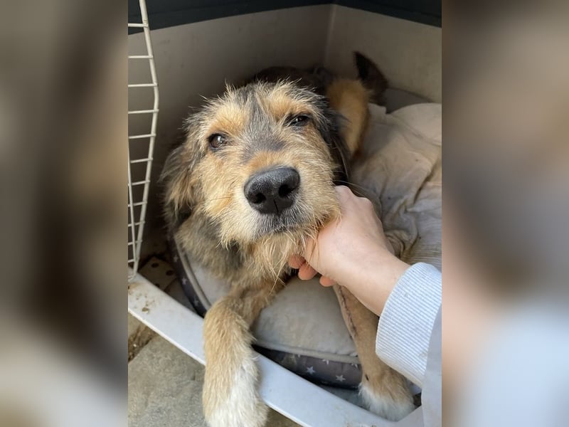 Flóki, geb. ca. 11/2023, lebt in GRIECHENLAND, auf einer privaten Pflegestelle